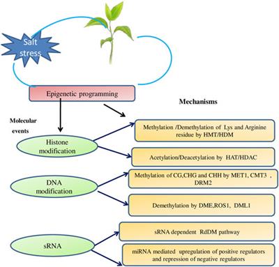 Uncovering the <mark class="highlighted">Epigenetic Marks</mark> Involved in Mediating Salt Stress Tolerance in Plants